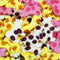 Fruity Foam Cows (Gluten Free)